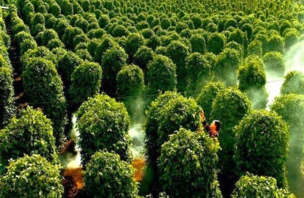 Káº¿t quáº£ hÃ¬nh áº£nh cho Phu Quoc Pepper Farm